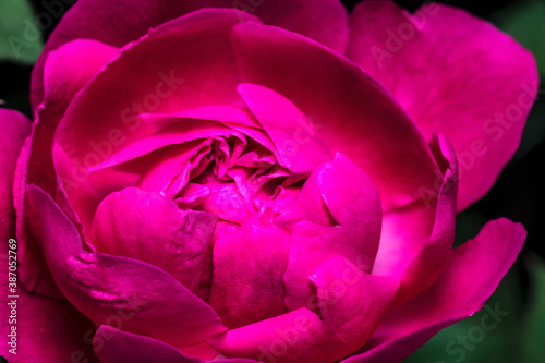 close-up of The roses bloom and look very beautiful