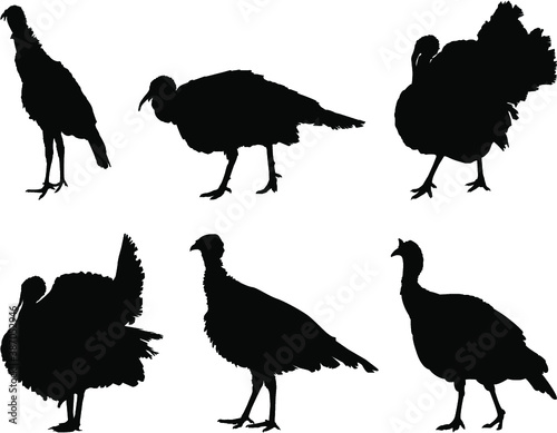 silhouettes of turkey birds
