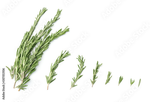 Collection of rosemary branches isolated on white background