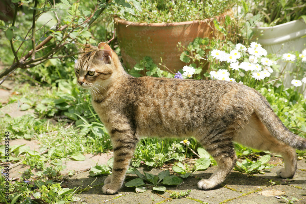 Obraz premium 猫の散歩