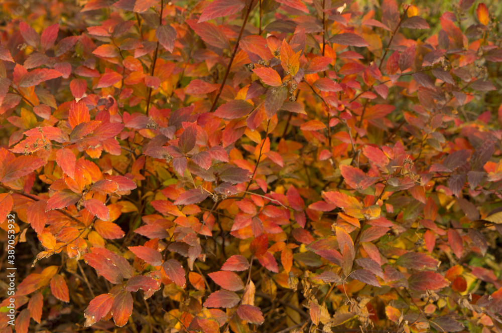 Creative autumn background of barberry bush leaves. Seasonal concept. Red, yellow, green, orange leaves of barberry in autumn.