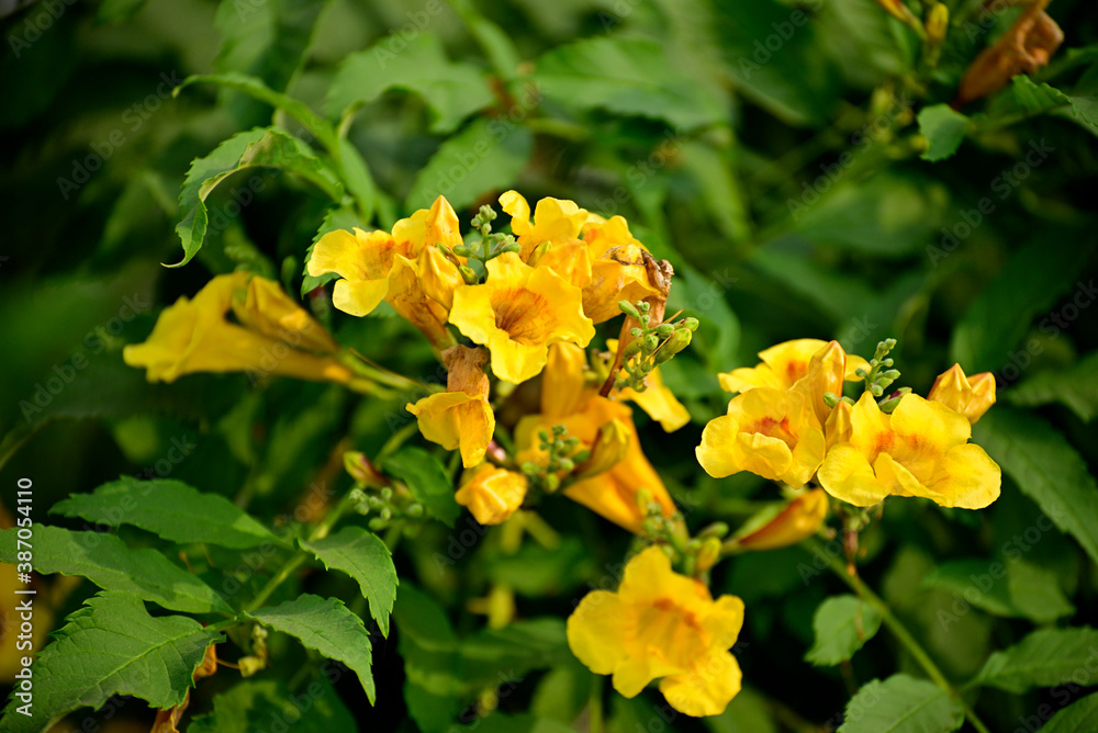 Close up of yellow flower in green plant Close up of yellow flower in green plant
