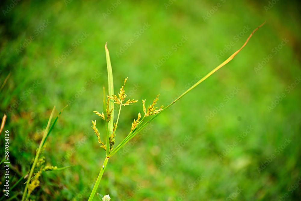 Close-up of green rice bud and fresh leaves in agriculture field Close-up of green rice bud and fresh leaves in agriculture field
