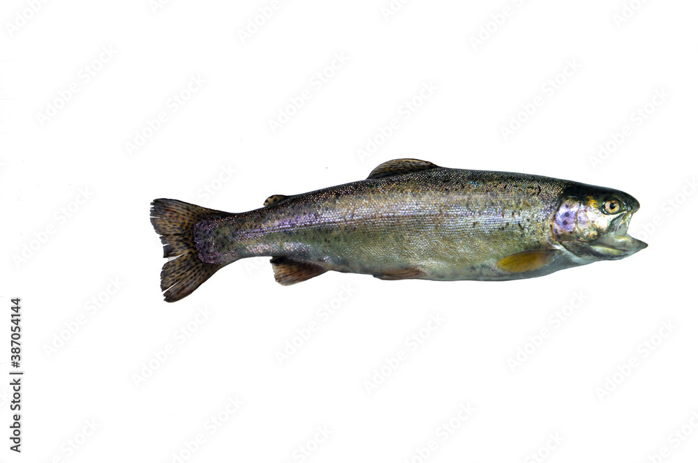 Fototapeta premium Freshwater predatory fish on a white background. Fresh rainbow trout on a white background for your project.