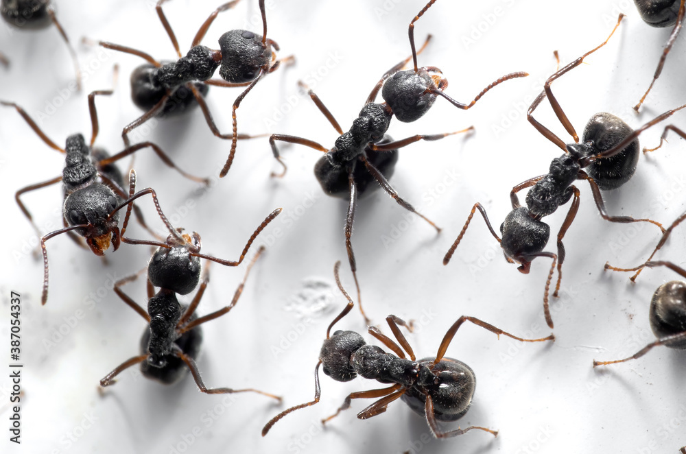 Macro Photo of Group of Black Ants are Sitting on White Wall Macro Photo of Group of Black Ants are Sitting on White Wall
