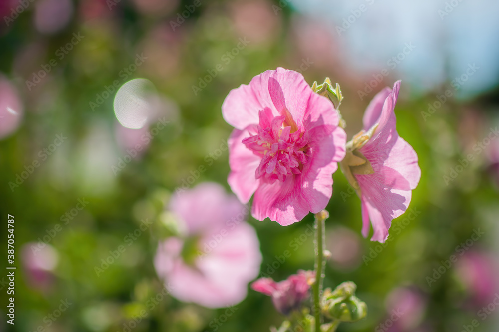 Bright crimson mallow flowers on a blurred background. Bright crimson mallow flowers on a blurred background.