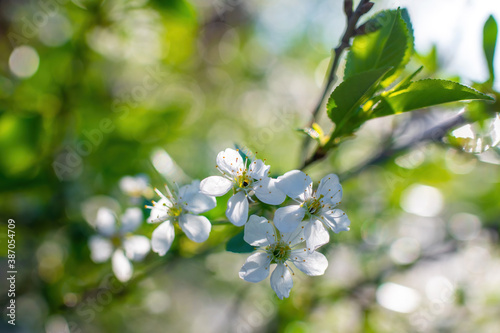 Branch of a tree with white flower