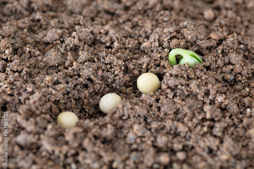 The sprouts outcropping in the soil and the seeded beans