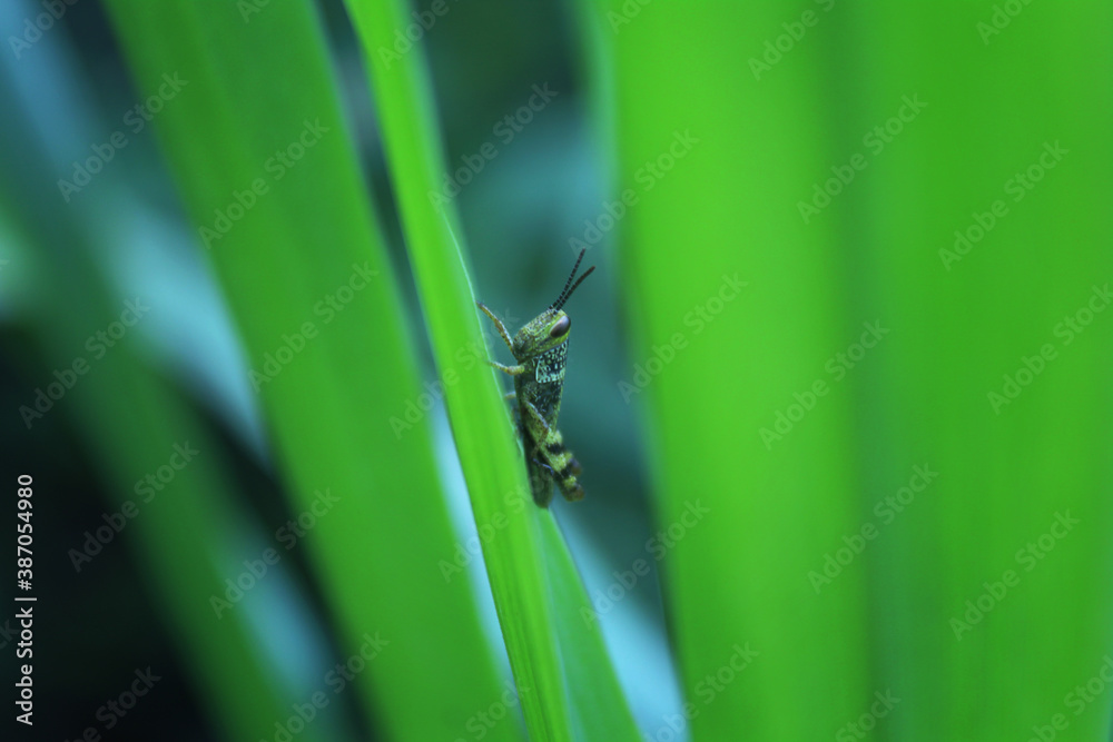 grasshoppers Acrididae are perched on the leaves grasshoppers Acrididae are perched on the leaves