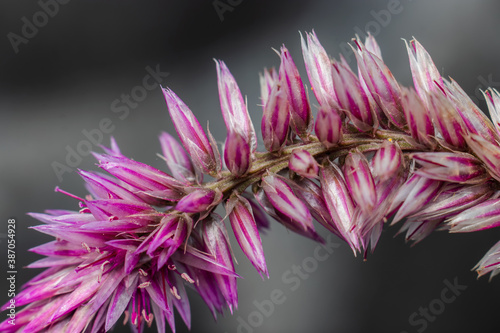 close up of a flower