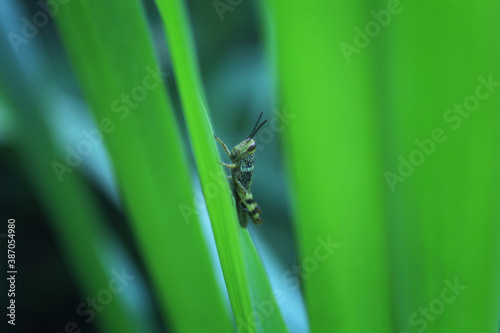 grasshoppers Acrididae are perched on the leaves