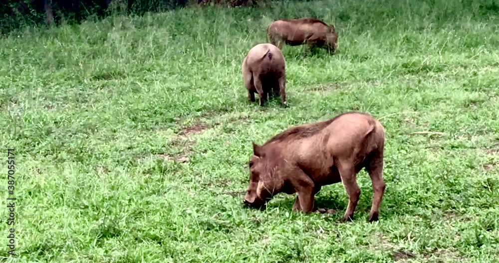 A group of warthog eating grass in Nairobi Kenya A group of warthog eating grass in Nairobi Kenya