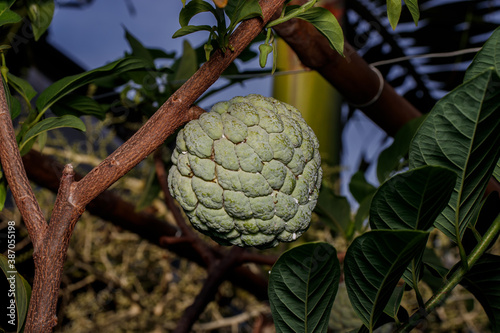 close-up of sugar apple in the plantation
