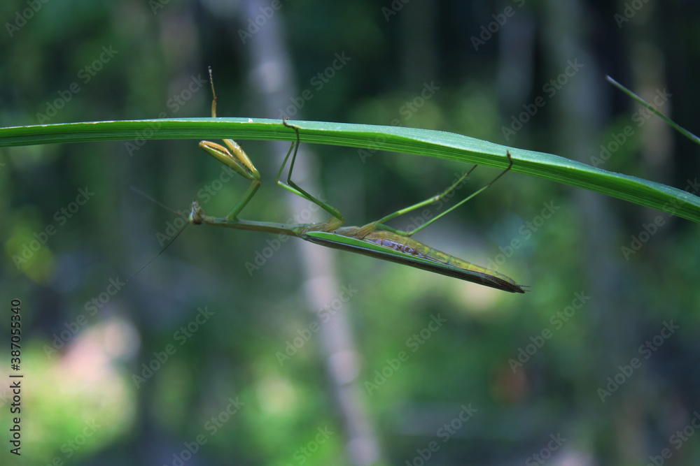 The mantis (ordo Mantodea) is perched under the leaves The mantis (ordo Mantodea) is perched under the leaves