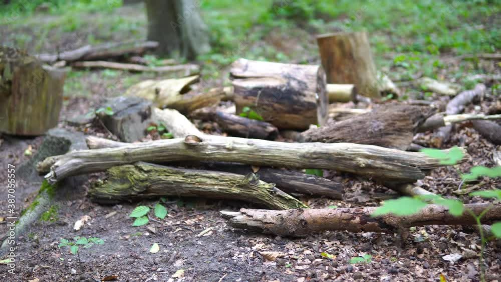 Pan right on a stack of rotten dry deadwood on the ground in the untrodden forest, dead tree branches, low angle of view close-up Pan right on a stack of rotten dry deadwood on the ground in the untrodden forest, dead tree branches, low angle of view close-up