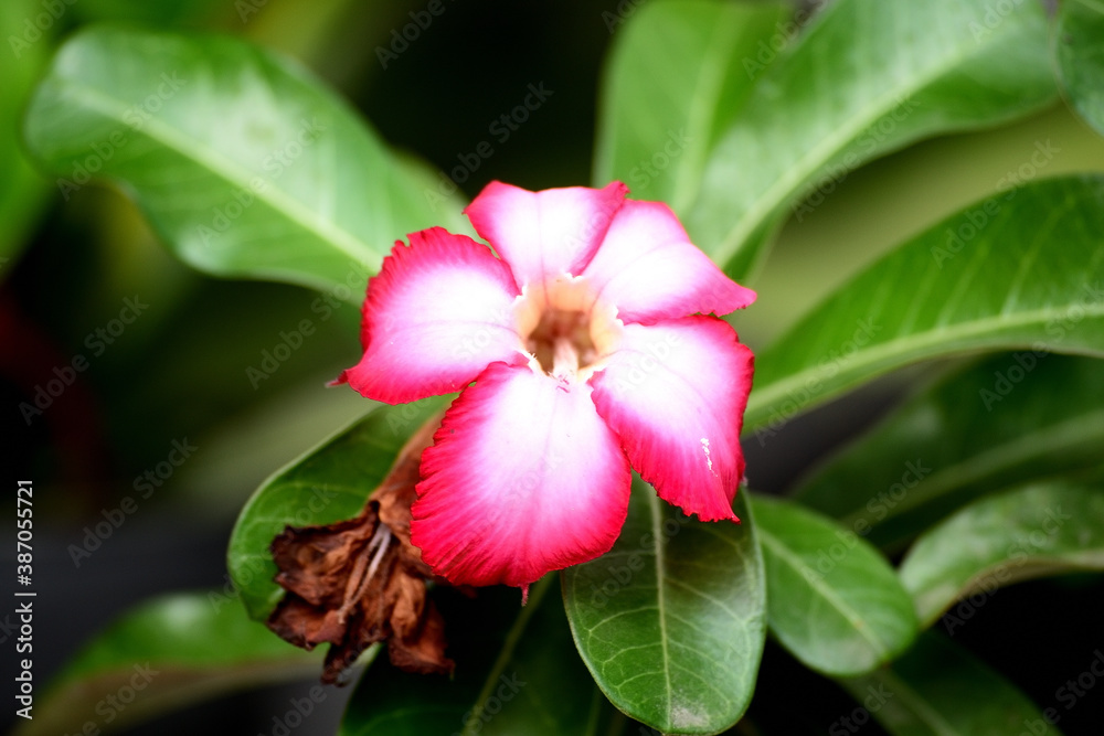 Adenium obesum is a species of flowering plant in the dogbane family, Apocynaceae Adenium obesum is a species of flowering plant in the dogbane family, Apocynaceae