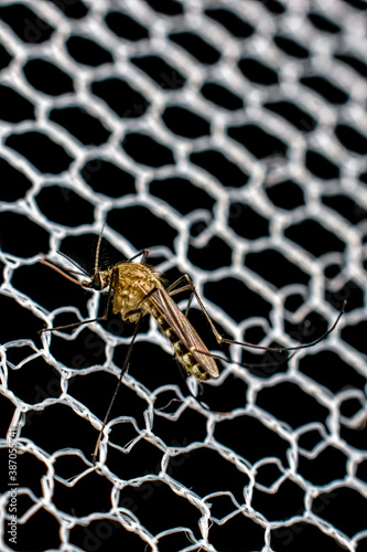 close-up of mosquitoes on the net