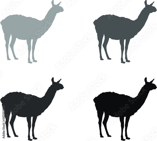 illustration of a llama