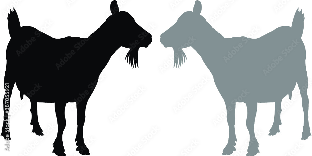 Fototapeta premium goat silhouette