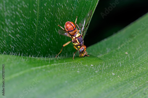 close-up of leaf fly, a leaf-eating pest photo