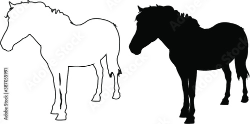horse illustration