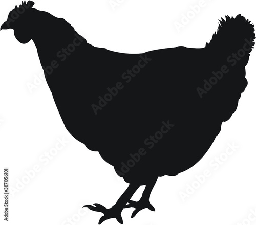 silhouette of chicken