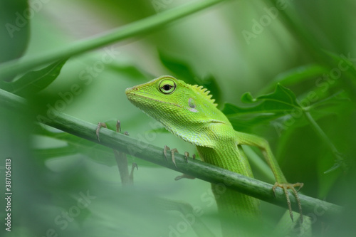 The mane chameleon (Bronchocela jubata) is a species of tree lizard