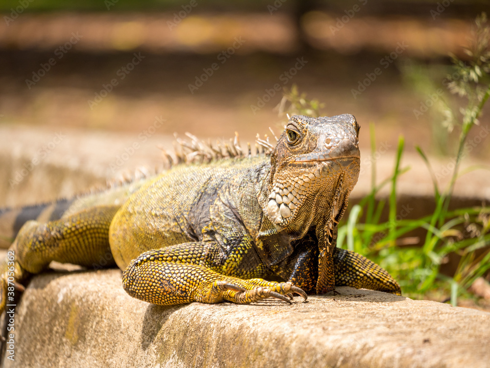 Obraz premium Iguana Staring in the Garden in a Sunny Day