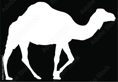 camel in desert