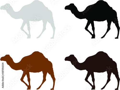 camel in desert