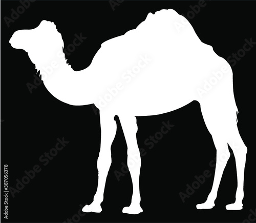 camel in the desert