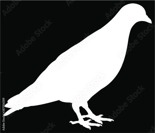 silhouette of a pigeon