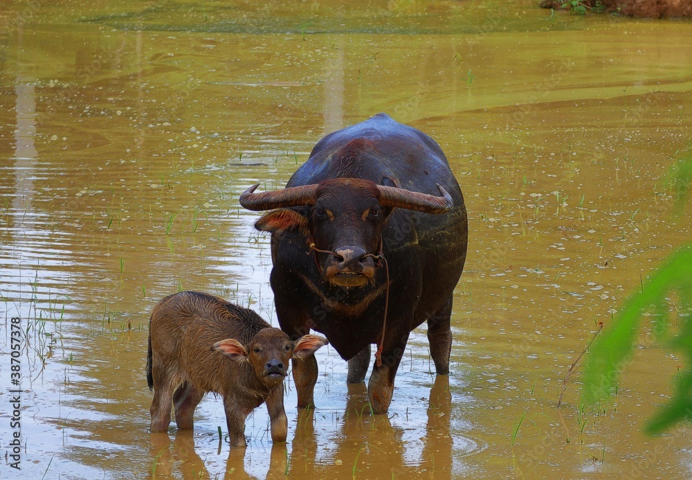 Two buffalo, mother and son