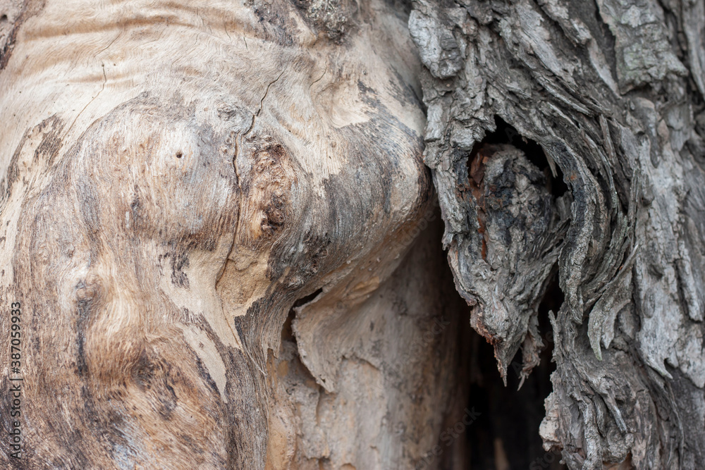 Closeup the bark that separates from the trunk due to dry tree. Closeup the bark that separates from the trunk due to dry tree.