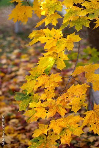 Abstraction of yellow leaves on an autumn day on a blurred background