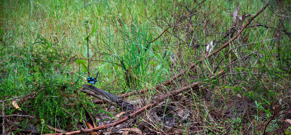 Blue Wren in the scrub Blue Wren in the scrub