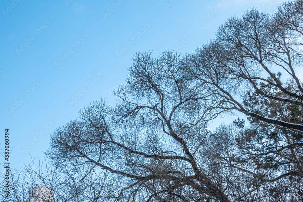 Autumn or winter tree branches without leaves against a clear blue sky. Autumn or winter tree branches without leaves against a clear blue sky.