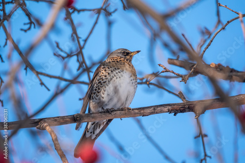 Fieldfare is sitting on branch in winter or autumn on blue sky background.