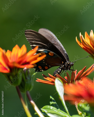 Spicebush butterfly