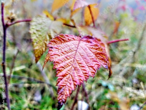 red autumn leaves