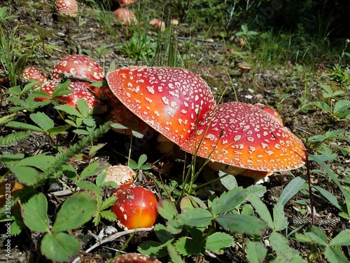 fly agaric mushroom