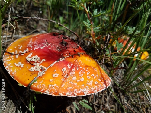 fly agaric mushroom