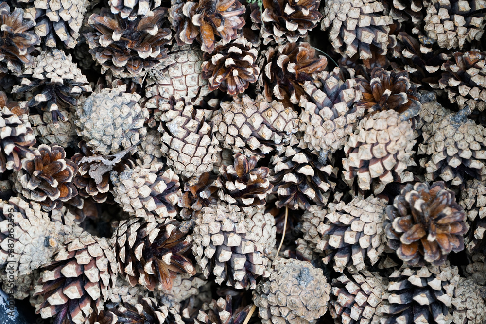 pine cones, many, solid natural brown background
pine cones, many, solid natural brown background