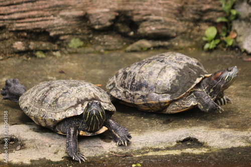 Turtles are reptiles of the order Testudines characterized by a special bony or cartilaginous shell developed from their ribs and acting as a shield.
