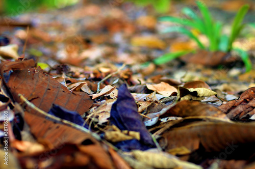 autumn leaves on the ground