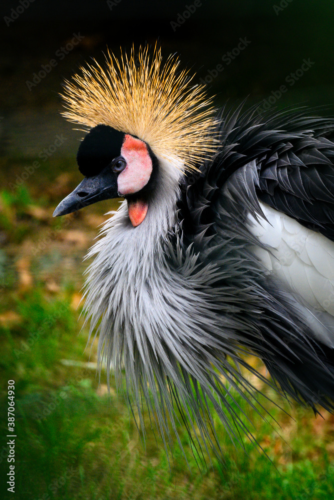 Fototapeta premium Balearica regulorum - royal crane outdoors in nature.