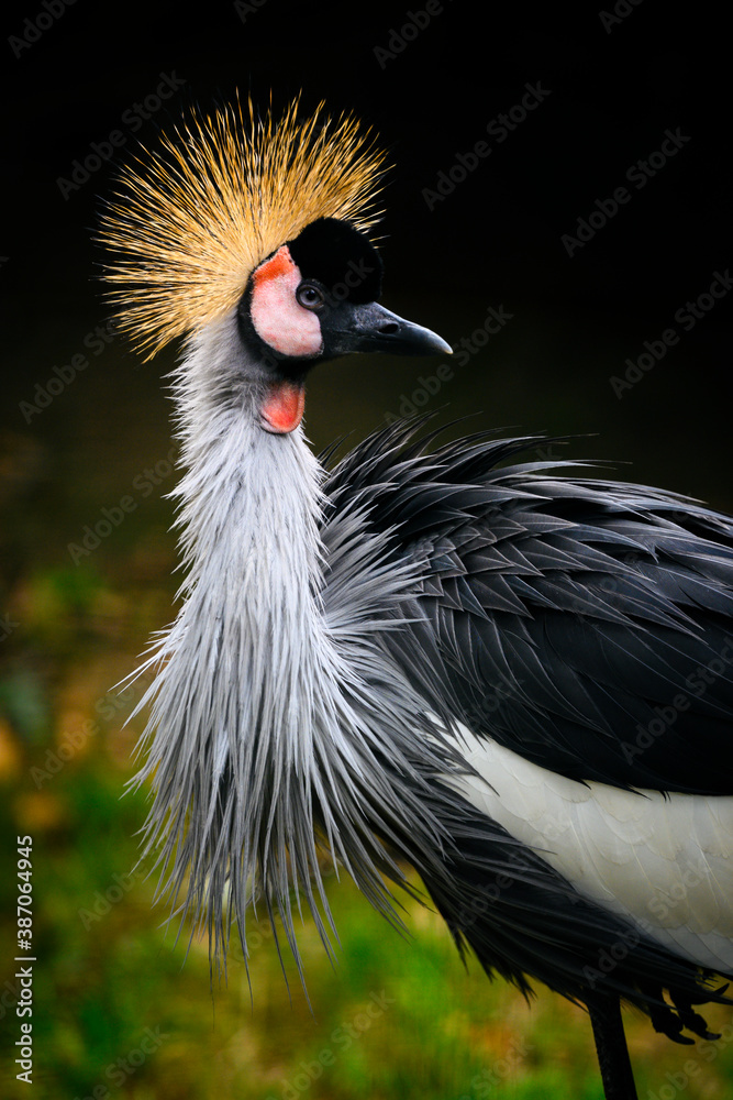 Fototapeta premium Balearica regulorum - royal crane outdoors in nature.