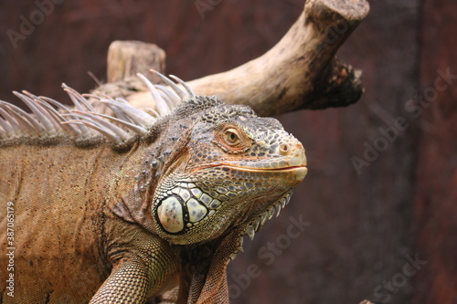 Reptiles are tetrapod animals in the class Reptilia  comprising today s turtles  crocodilians  snakes  amphisbaenians  lizards  tuatara  and their extinct relatives.