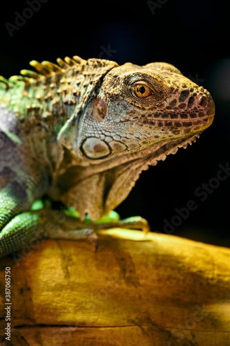 Iguana - lizard basking on a branch.
