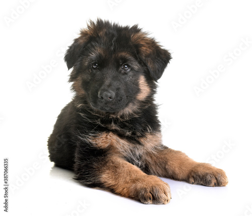 Fototapeta Naklejka Na Ścianę i Meble -  puppy german shepherd